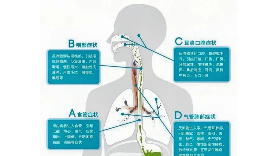 九游体育-盐巴戟天的作用与功效